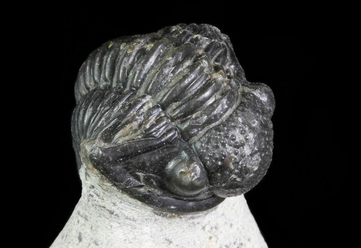 Bargain, Gerastos Trilobite Fossil - Morocco #69114